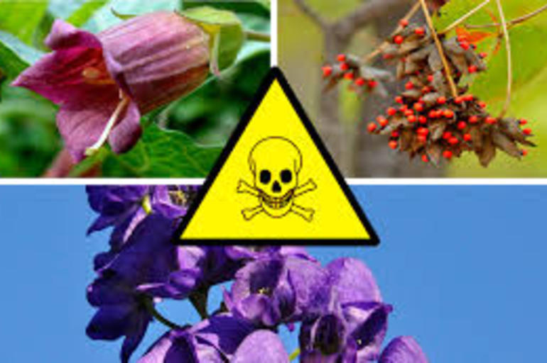 11 plantas que podrían ser tóxicas para tu mascota