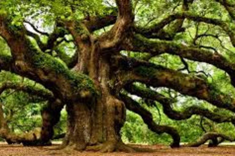 3 razones que quizás desconoces por las que vivir cerca de un árbol es bueno para tu salud