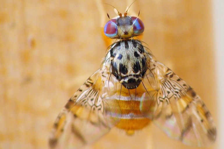 Mosca de la fruta: como combatirla