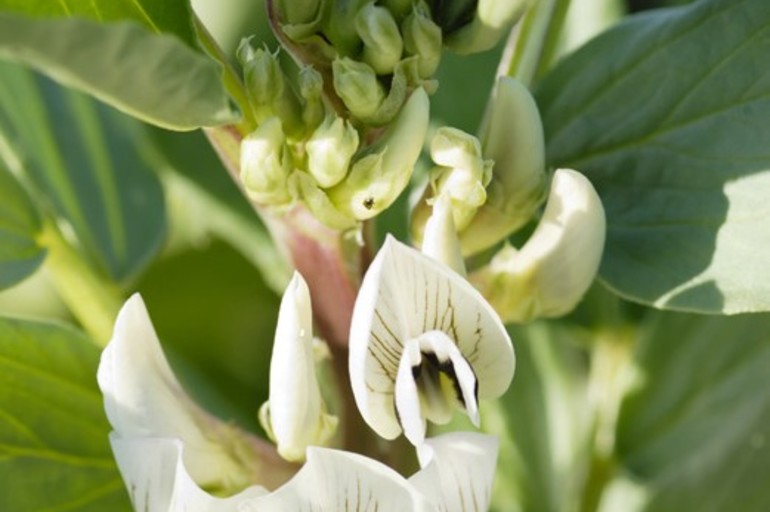 Algunos sencillos trucos de jardinería