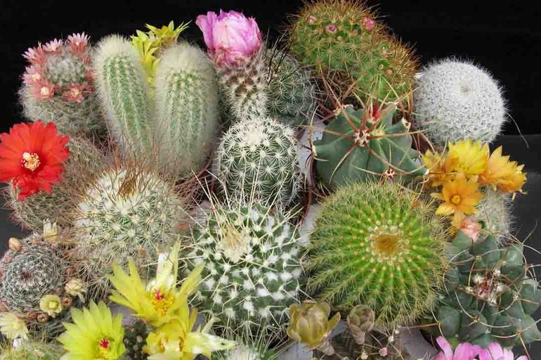 Cómo hacer un injerto de cactus para combinar dos variedades en una sola planta