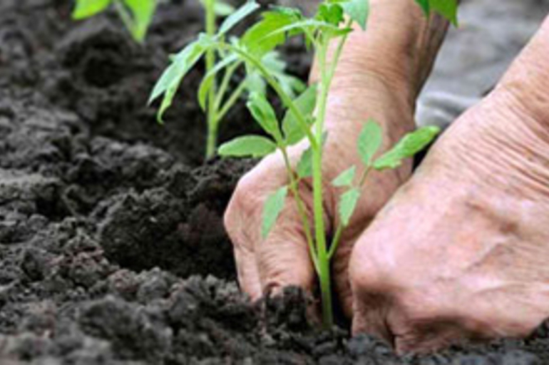 Cuándo podemos trasplantar las plantas recién compradas