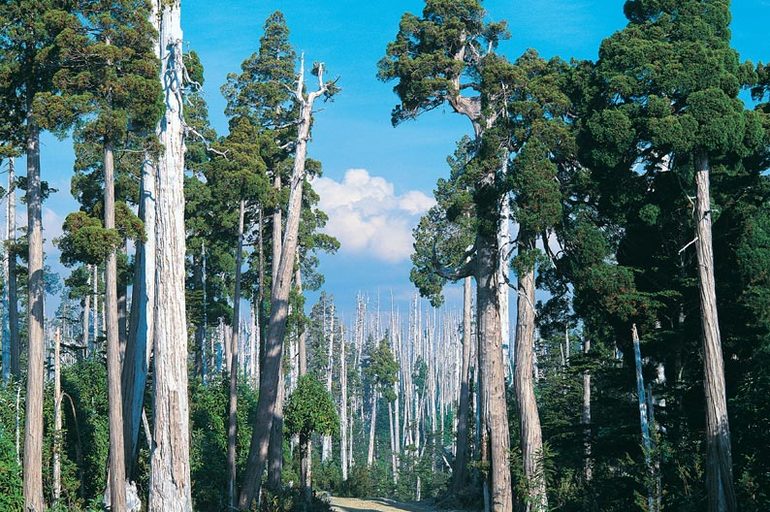 ¿Cómo propagar plantas nativas chilenas?