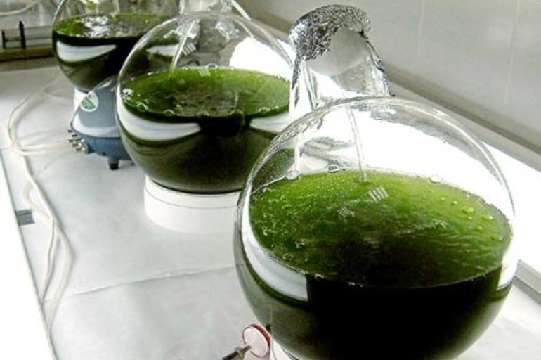 Biocombustibles: Una industria de 50 mil millones dólares