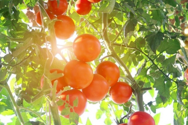 Cómo cultivar tomate cherry en vertical