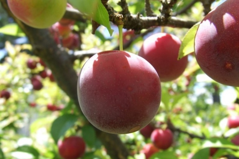 El increíble árbol donde crecen más de 40 tipos de frutas