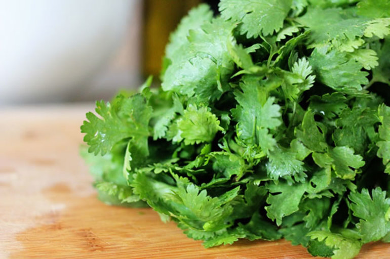 Cilantro: el perejil chino con diversos nombres como , Coriandro , Cilandro !