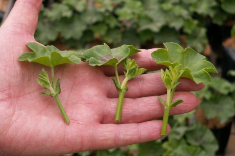 Los esquejes herbáceos