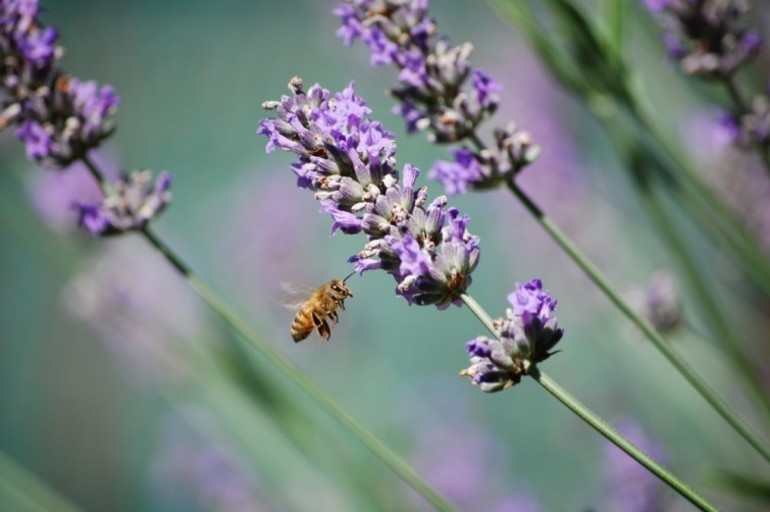 7 cosas que puedes hacer para salvar a las abejas