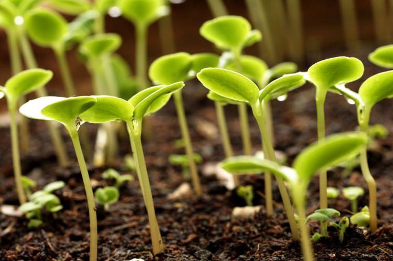 Usos del agua oxigenada en el jardín