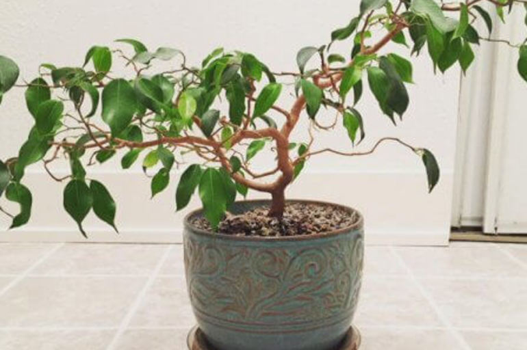 Cultivo y cuidados del ficus benjamina