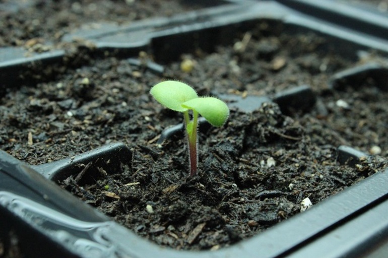 Cómo preparar una instalación para cultivo de interior