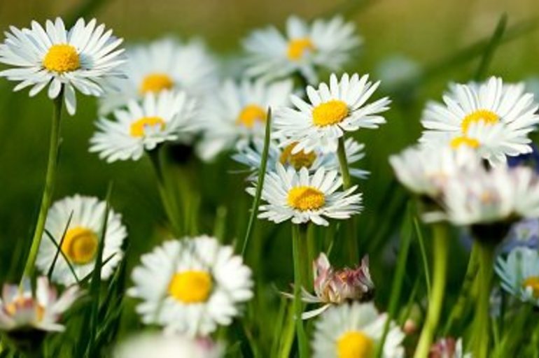 Las mejores plantas para preparar infusiones