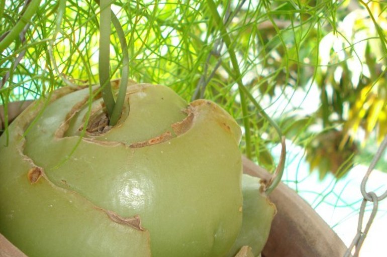 Características y cultivo de la Bowiea volubilis !!