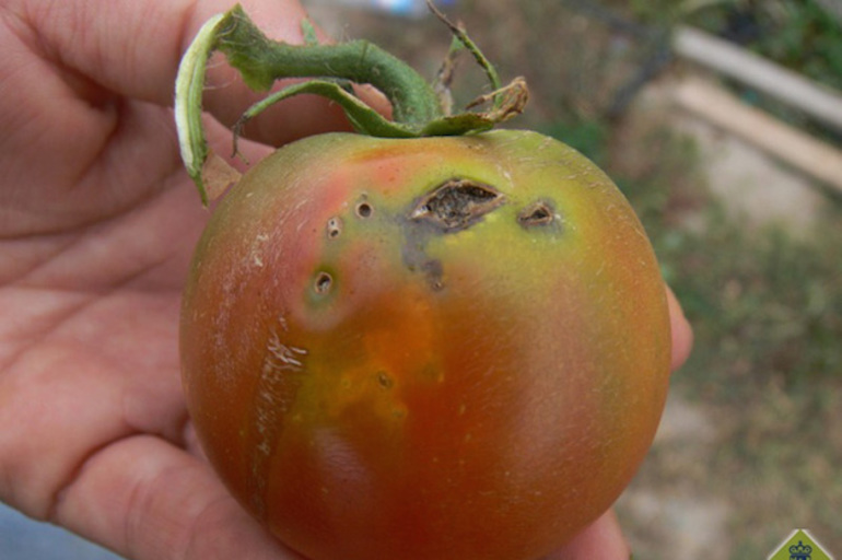 Té de jengibre para combatir la oruga del tomate