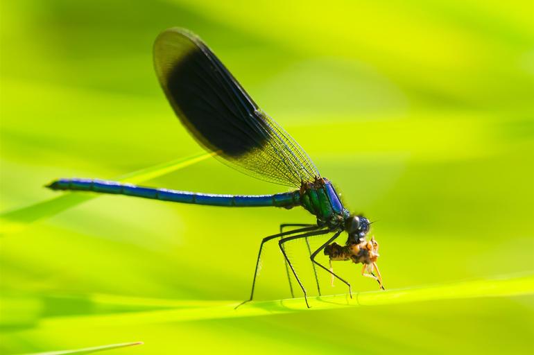 Un hallazgo que podría salvar a las especies más amenazadas del planeta