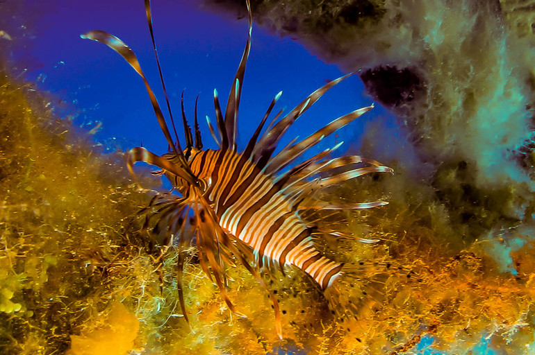 El pez león, una especie invasora que se está propagando por el Mediterráneo