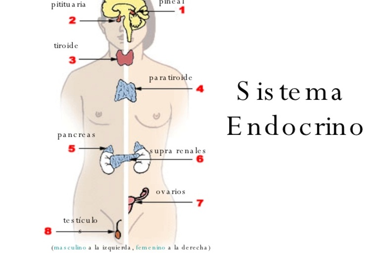 6 alimentos que regularán tu sistema hormonal