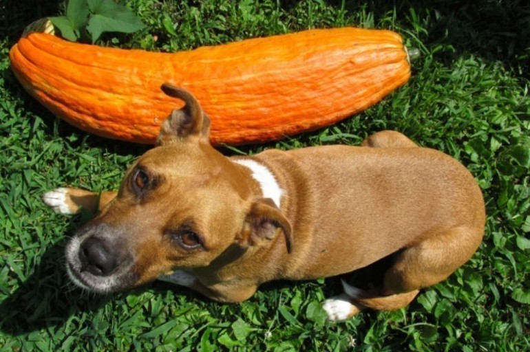 De unas semillas de más de 800 años creció una variedad gigante de calabaza que se creía extinta