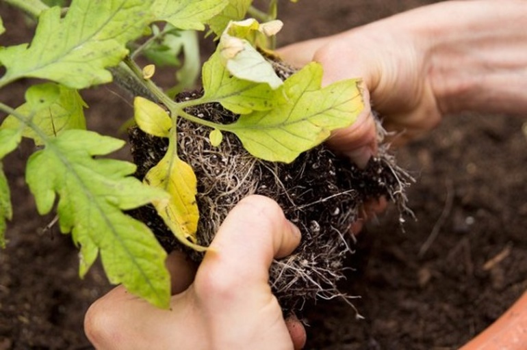 Cómo plantar un jardín en maceta !