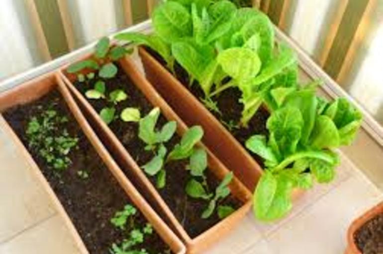 Esta familia cultiva todo lo que necesita para alimentarse todo el año en su patio trasero