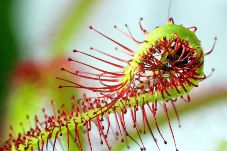 Impactantes imágenes de plantas carnívoras y sus flores | POT Store