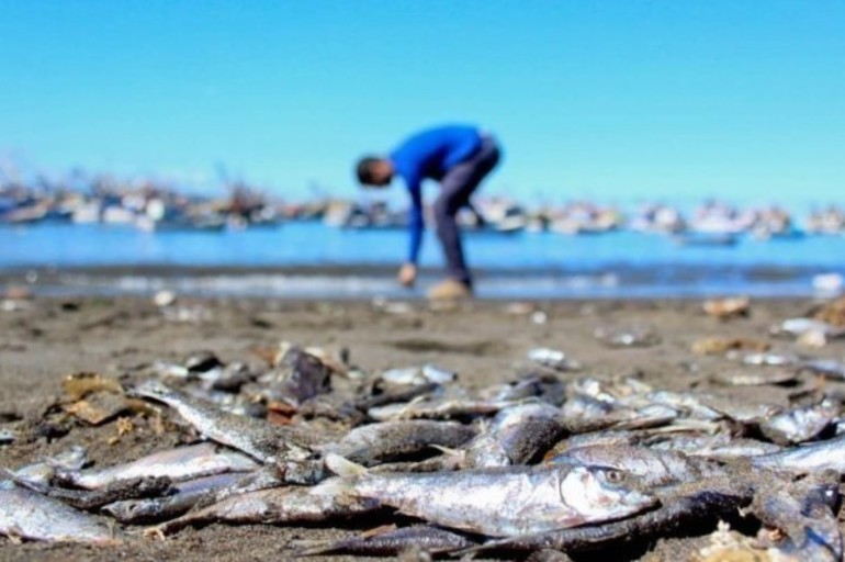 ¿Qué es lo que está matando a miles de peces en Chile?