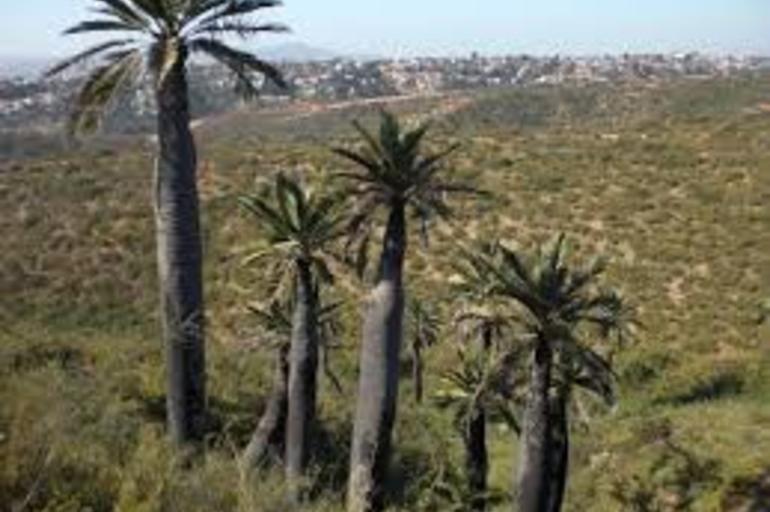 Uso Medicinal de Plantas Nativas y  Naturalizadas en Chile