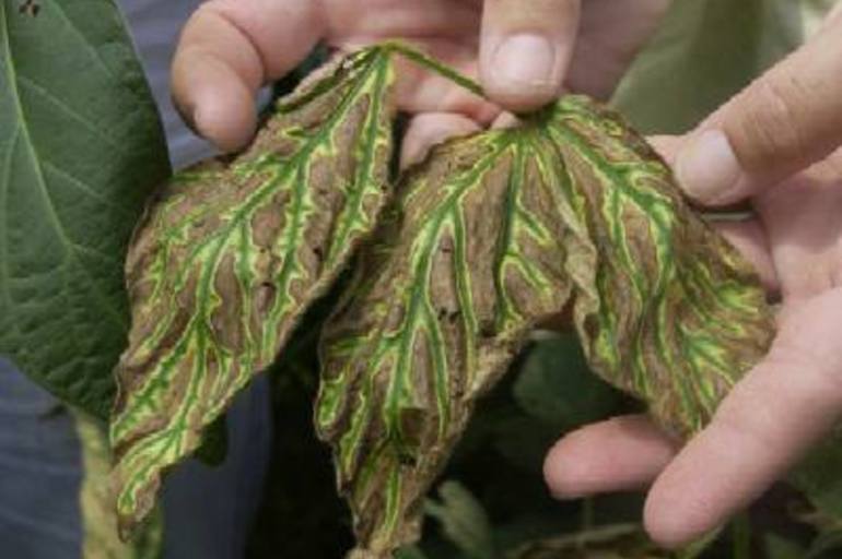 Estrés en nuestras plantas