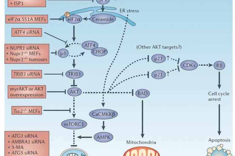 82 estudios sobre la eficiencia de la marihuana contra el cáncer