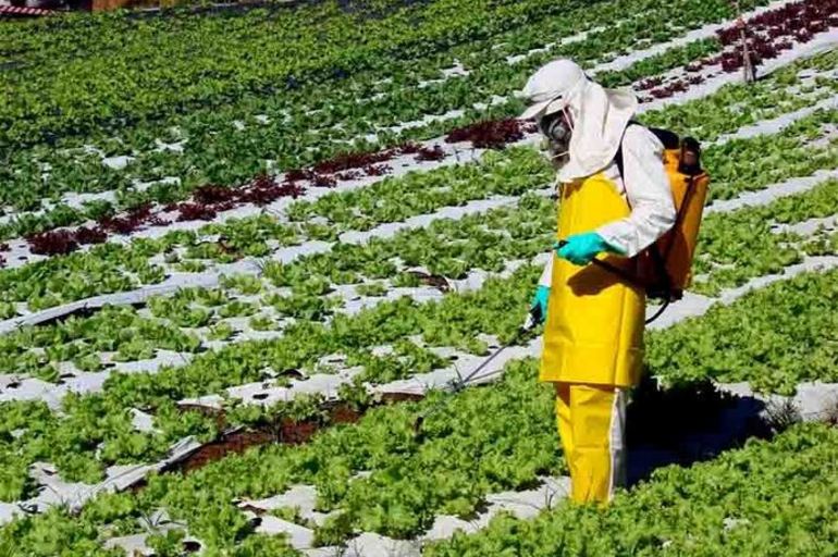 La marihuana sigue sin una regulación de pesticidas