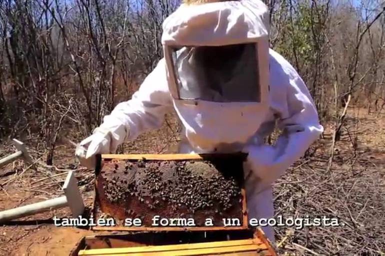 Abejas y humanos, juntos contra el cambio climático