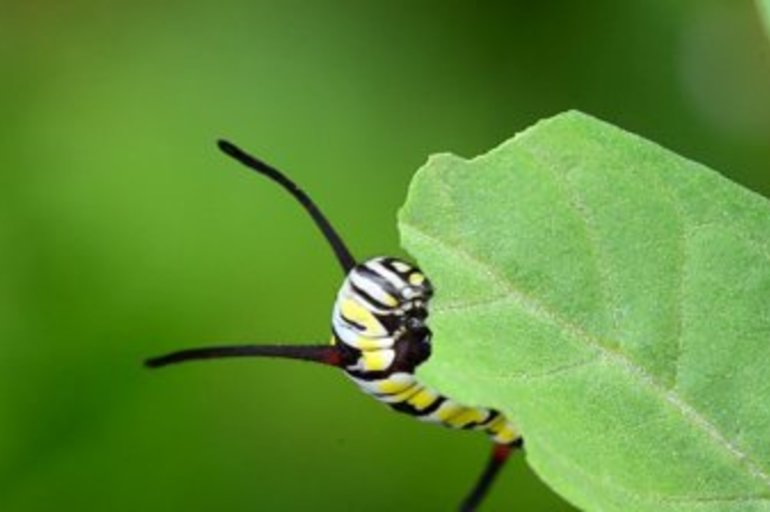 Preparar pesticidas nunca fue tan fácil!!