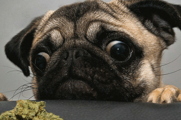 Cannabis medicinal para las mascotas