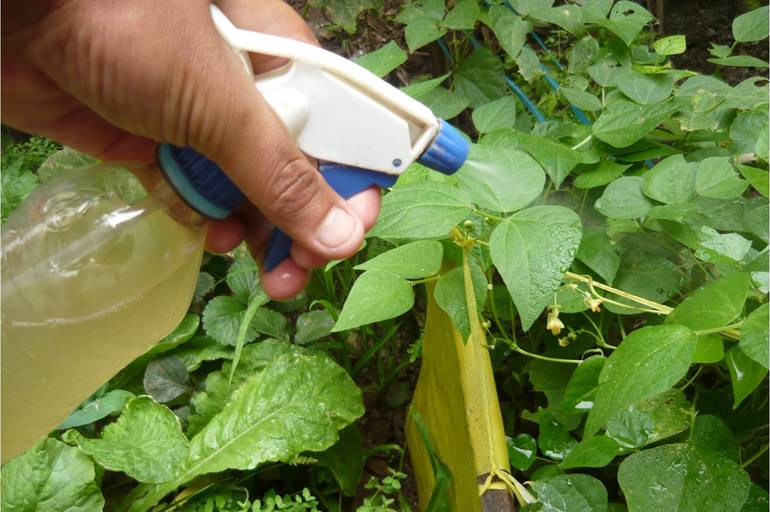 Los fungicidas naturales para combatir enfermedades por hongos en el huerto