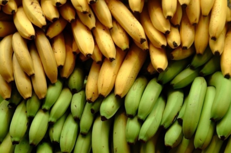 Cómo cultivar bananas en tu hogar