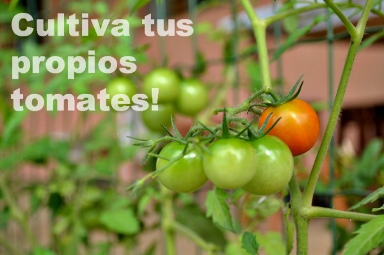 Cómo cultivar tomates