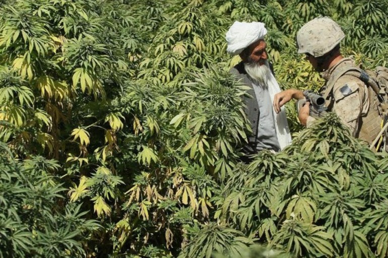 Variedades Indica, durante siglos utilizadas para hacer hachís