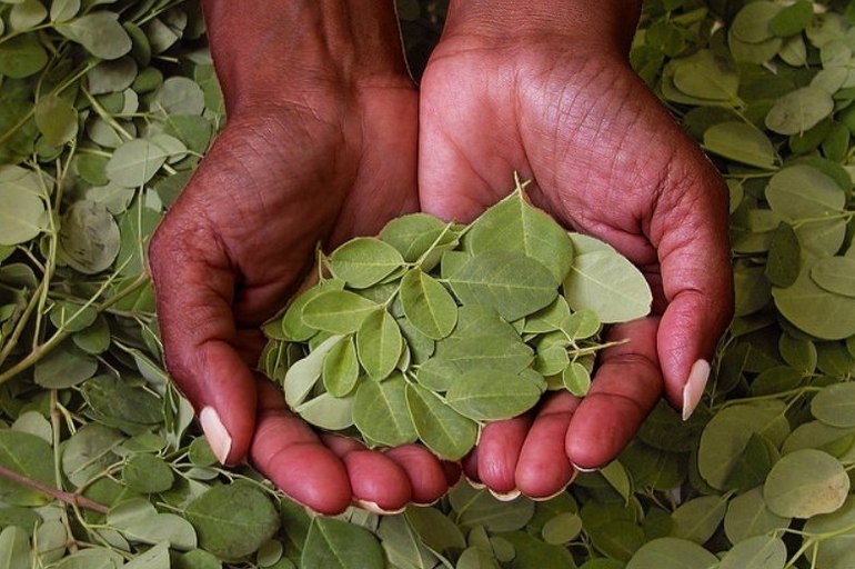 Conoce la Moringa: el árbol que puede alimentar al mundo y purificar el agua