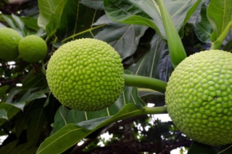 Yaca, el árbol de vida para un mundo con hambre