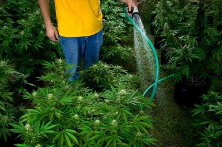 El Agua: su calidad y efectos en el cultivo de marihuana