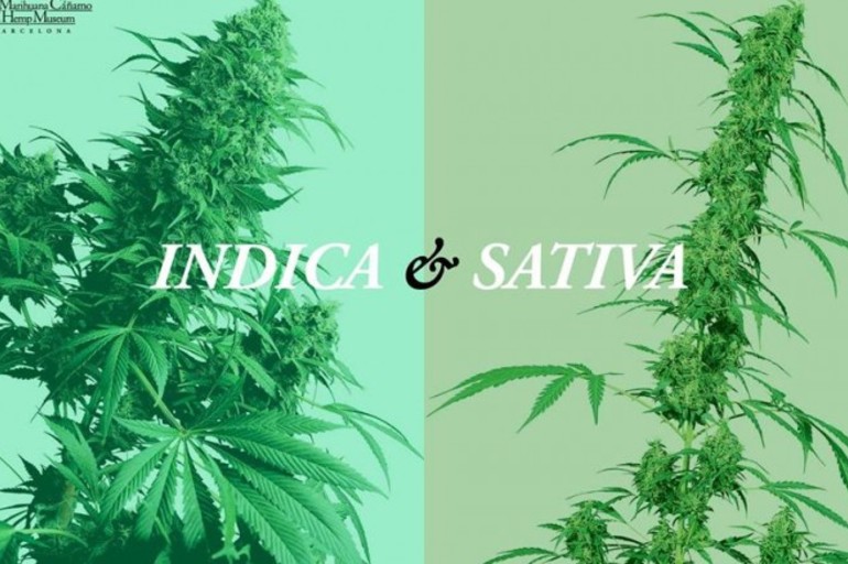 Índica y sativa, ¿en qué se diferencian?