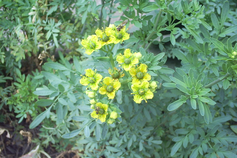 Ruda: sus Propiedades Medicinales y Riesgos