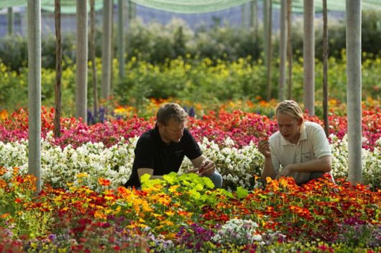 Reacciones de las plantas ante la voz y el estado de ánimo de las personas 