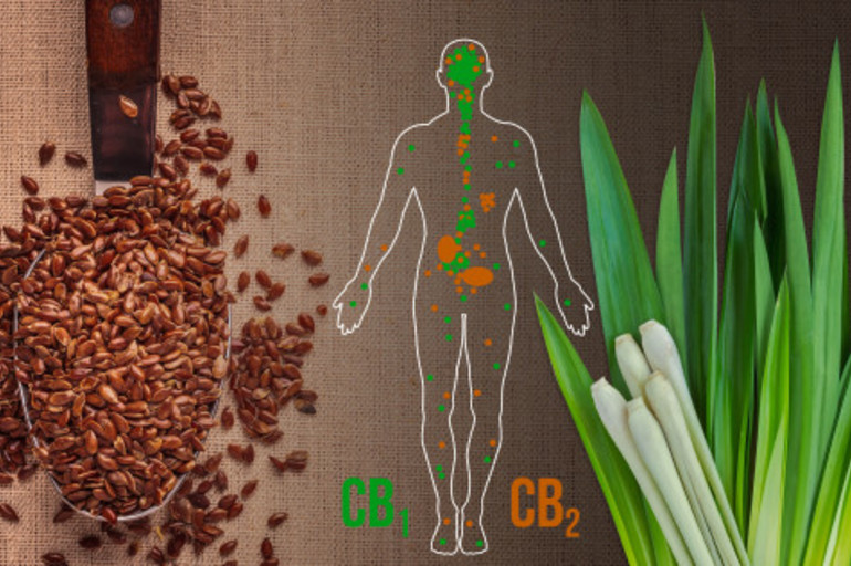 ¿Sabías que otras plantas también producen cannabinoides?