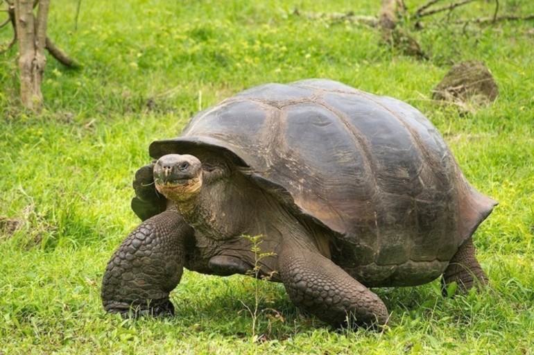 ¡Una buena noticia! Nacen tortugas bebés en Galápagos después de 100 años!