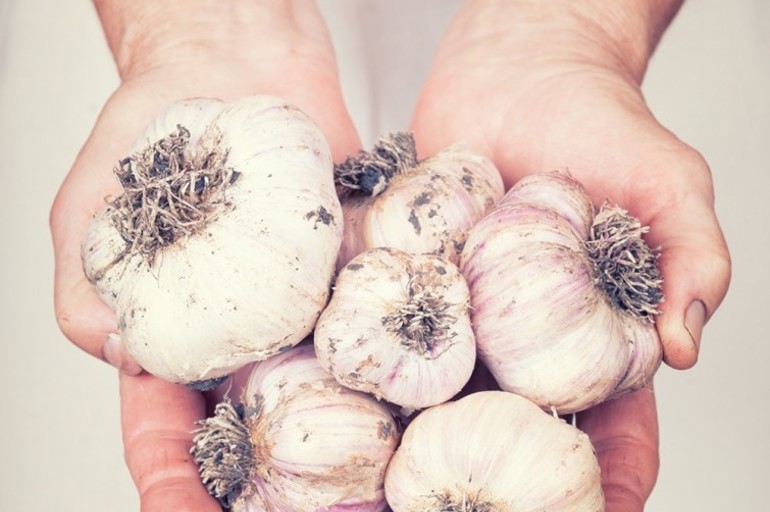 Propiedades médicas y curativas del ajo germinado