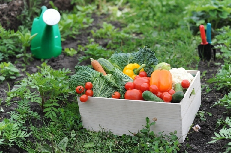 18 vegetales y hierbas que puedes tener para siempre