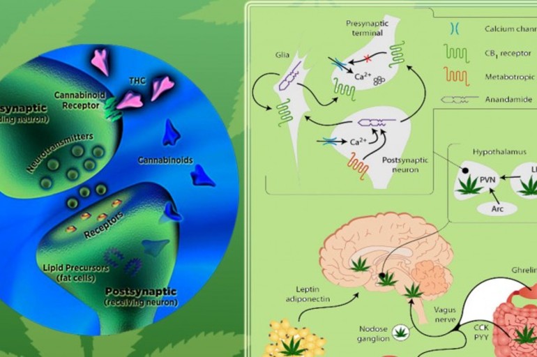 El sistema endocannabinoide explicado. El cannabis, nuestra mejor planta amiga.