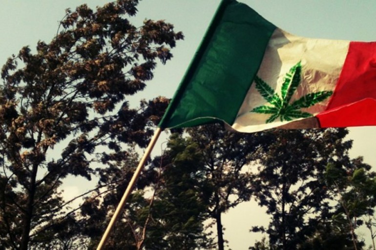 México permite el cultivo de marihuana para uso personal, la Corte Suprema